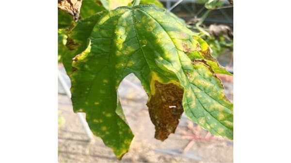 【特殊報】ニガウリ褐斑症状　国内のニガウリで初めて確認　群馬県