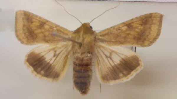 【注意報】野菜・花き類にオオタバコガ　県内全域で早発のおそれ　福島県