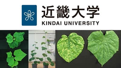 キュウリのベゴモウイルス抵抗性遺伝子を特定　農作物のウイルス病被害低減　近畿大学