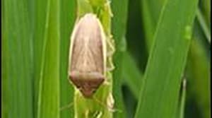 「イネカメムシ」の水田侵入　県東部地域で多発　適期の薬剤防除徹底を