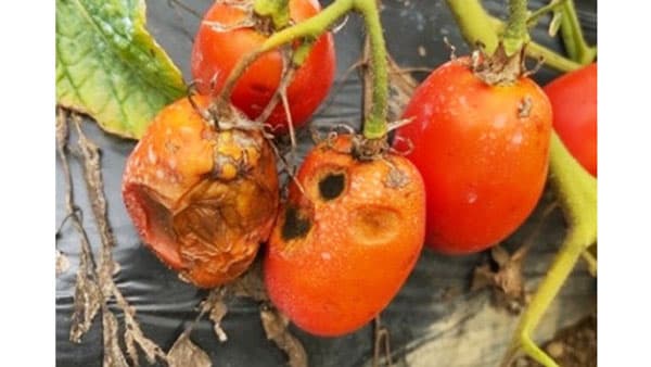 加工用トマト成熟期の病害による腐敗要因を解明　摂南大学
