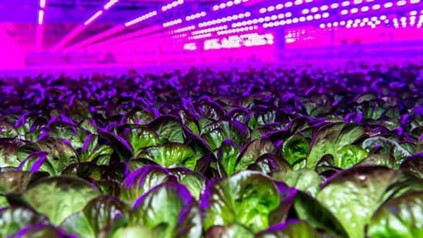 シーメンスと80エーカーズ　垂直農法の規模拡大に向け協業