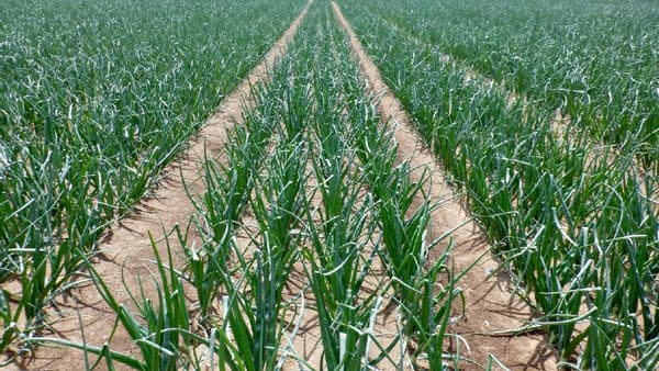 国産タマネギの周年供給へ「東北タマネギ生産促進研究開発プラットフォーム」設立