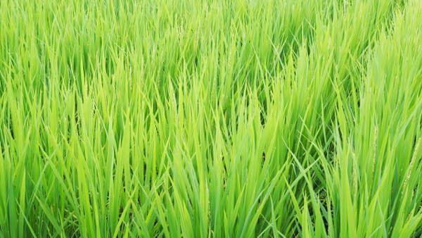 【注意報】水稲にアカヒゲホソミドリカスミカメ　全道で多発のおそれ　北海道