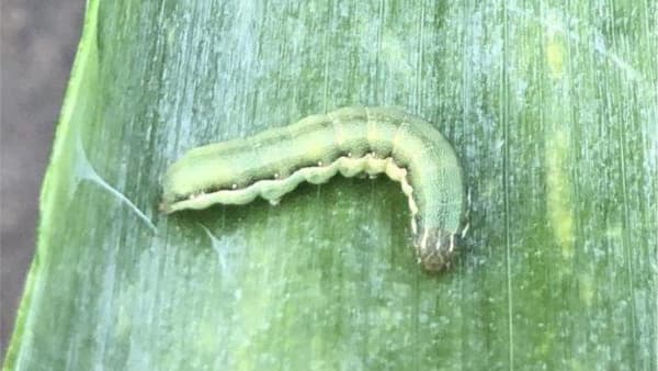 【注意報】ネギにシロイチモジヨトウ　県内全域で多発のおそれ　千葉県