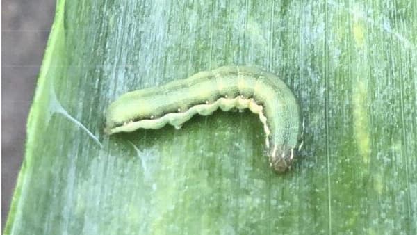 【注意報】ネギにシロイチモジヨトウ　県内全域で多発のおそれ　千葉県