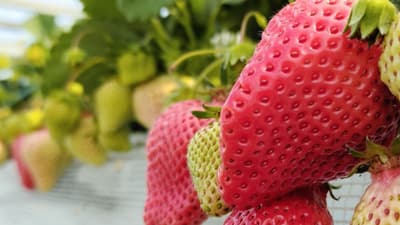 【注意報】イチゴにうどんこ病　県内全域でやや多発のおそれ　大分県