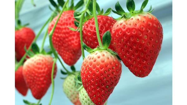 【注意報】イチゴにうどんこ病　県内全域で多発のおそれ　大分県