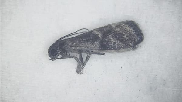 【特殊報】ナシにフタモンマダラメイガ　県内で初めて確認　島根県