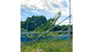 群馬県産キウイ生産へ　圃場10.7haを高崎市内で開園　日本農業