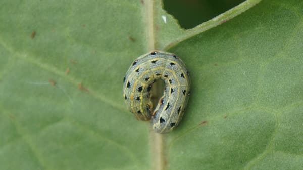 【注意報】野菜、花き類にチョウ目害虫　県内全域で多発のおそれ　佐賀県