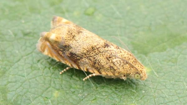 【注意報】全道でマメシンクイガが早発・多発　適期防除を　北海道