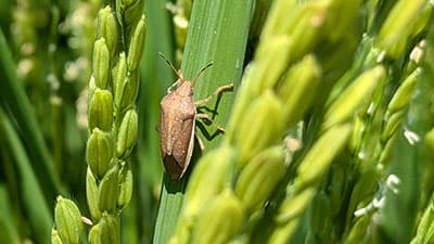 【注意報】イネに斑点米カメムシ類　県内全地域で多発のおそれ　埼玉県