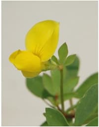 交雑が遺伝的多様性を大きくする仕組み　一端を明らかに　新潟大など研究グループ