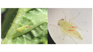 オクラにフタテンミドリヒメヨコバイ　県内で初めて確認