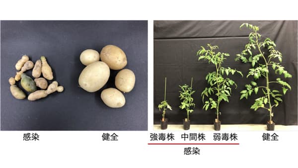 重要植物病原体ウイロイドの病原性を予測　アルゴリズムを開発　農研機構