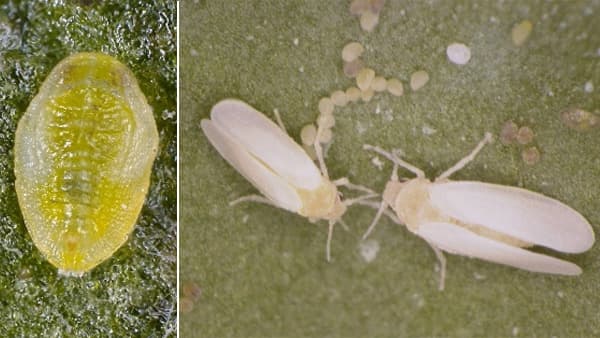 トマトに国内未発生の「LELCV」感染を確認