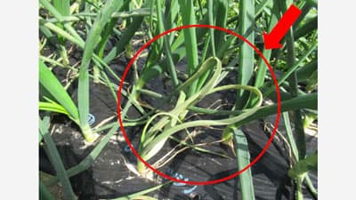 タマネギべと病　県北部で発生