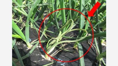 タマネギべと病　県北部で発生