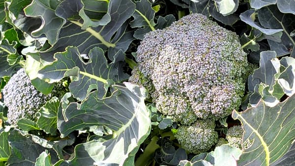 【注意報】あぶらな科野菜にコナガが多飛来　防除開始時期に注意　北海道