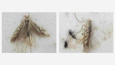 トマトキバガ（チョウ目キバガ科）　県南西部で発生