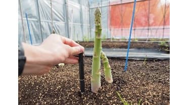 太いアスパラガスは「雌株」雌雄間差を比較　明治大学・東北大学