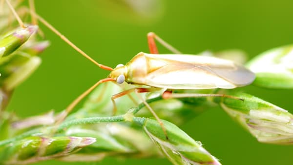 【注意報】斑点米カメムシ類　県内全域で多発のおそれ　福島県