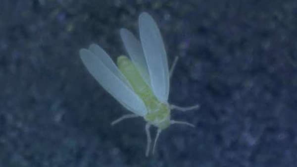 かんしょにタバココナジラミ・バイオタイプQ　道内で初めて確認