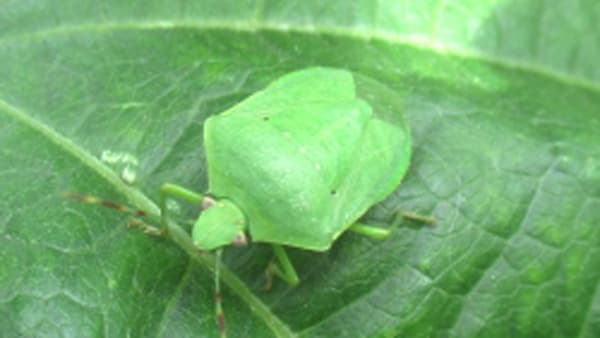 【注意報】ダイズにミナミアオカメムシ　県内全域で急増　三重県