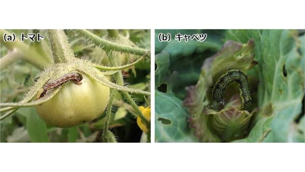 【注意報】野菜類、花き類、ダイズにオオタバコガ　滋賀県内全域で多発のおそれ　滋賀県