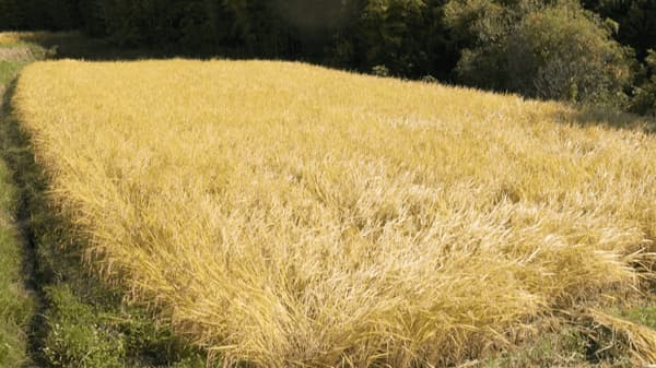 点滴灌水で栽培した米を収穫　環境負荷・生産過程の課題解決に意欲　ネタフィム