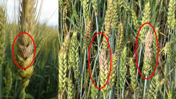 【注意報】コムギ赤かび病　県内全域で多発のおそれ　長野県