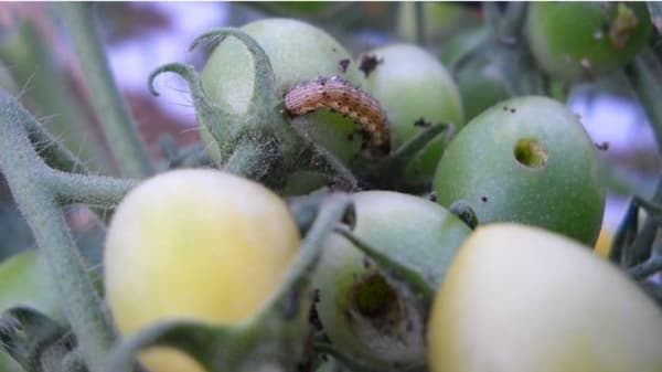 【注意報】野菜、花き類にオオタバコガ　多発に注意　千葉県