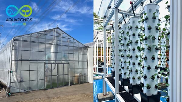 アクアポニックス特化型パッケージ「アクポニ温室」と新型「垂直水耕タワー」開発　アクポニ