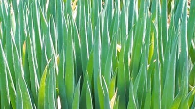 【注意報】ネギにべと病　県内全域で多発のおそれ　大分県