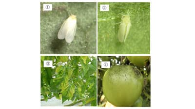 【注意報】野菜類にコナジラミ類　県下全域で多発のおそれ　岐阜県