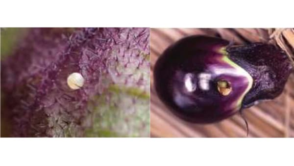 【注意報】オオタバコガ府内全域で多発のおそれ　大阪府