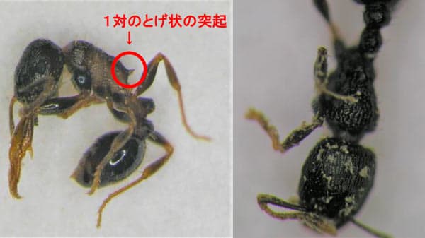 ブロッコリーにトビイロシワアリ　県内で初めて確認