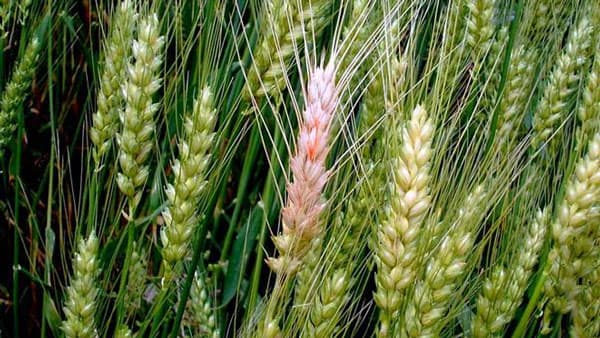 コムギ赤かび病の発生予察に貢献　長野県農業試験場と共同開発「クロップナビ」　アスザック