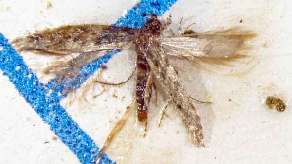 トマトキバガ　印南町で発生　県内で初めて確認