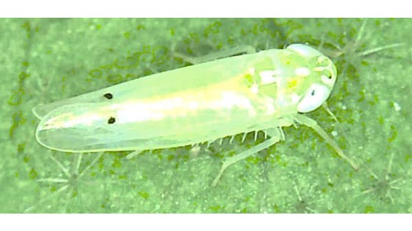 【特殊報】ナスにフタテンミドリヒメヨコバイ　県内で初めて確認　福岡県