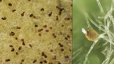 メロンうどんこ病　菌寄生菌を用いた感染拡大の防止を確認　近畿大学