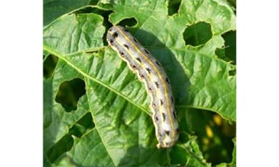 【注意報】大豆、野菜類、花き類にハスモンヨトウ　県内全域で多発のおそれ　佐賀県