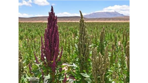 スーパー作物「キヌア」塩排出機構の一端を解明　塩害に強い作物の創出に向けた道を切り拓く　国際農研