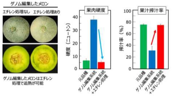 ゲノム編集で長持ちメロン誕生　廃棄リスクの低減と海外輸出にも期待　農研機構