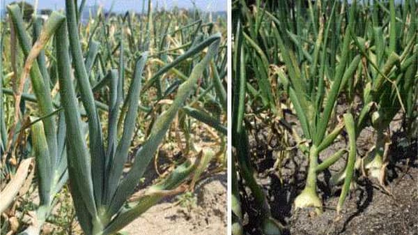 タマネギべと病　県内で多発のおそれ