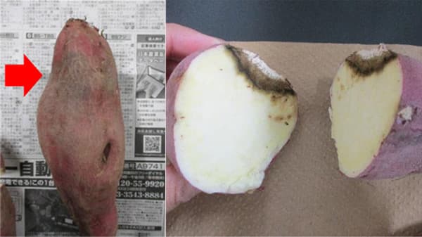 【特殊報】「サツマイモ炭腐病」県内のサツマイモに初めて確認　鳥取県