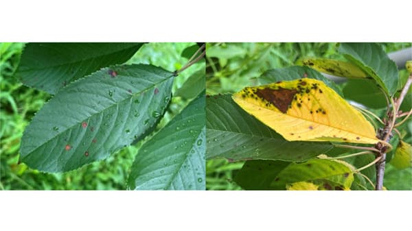 【注意報】おうとう褐色せん孔病　県下全域で多発のおそれ　山形県