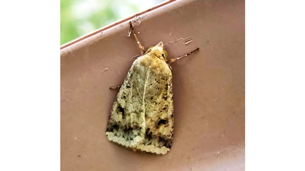 【注意報】野菜類、花き類にオオタバコガ　県内全域で多発のおそれ　愛知県