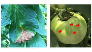 トマト灰色かび病　中濃、東濃と飛騨地域で多発のおそれ